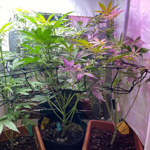 Critical Mass (Advanced Seeds)  growlog timeline photo