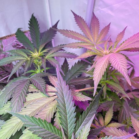Critical Mass (Advanced Seeds)  growlog timeline photo