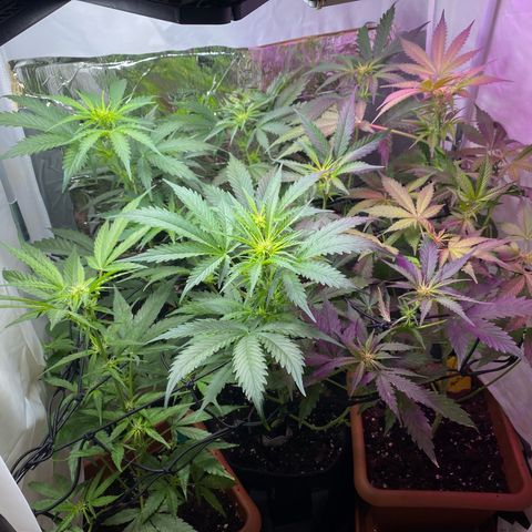 Critical Mass (Advanced Seeds)  growlog timeline photo