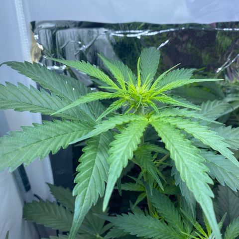 Critical Mass (Advanced Seeds)  growlog timeline photo