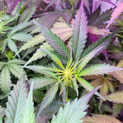 Critical Mass (Advanced Seeds)  growlog timeline photo