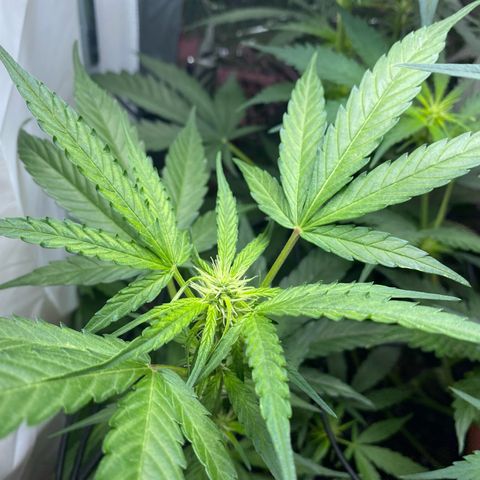 Critical Mass (Advanced Seeds)  growlog timeline photo