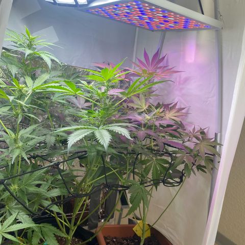 Critical Mass (Advanced Seeds)  growlog timeline photo