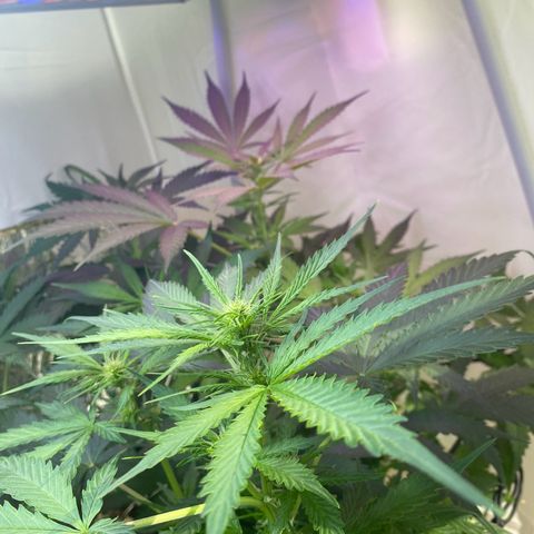 Critical Mass (Advanced Seeds)  growlog timeline photo