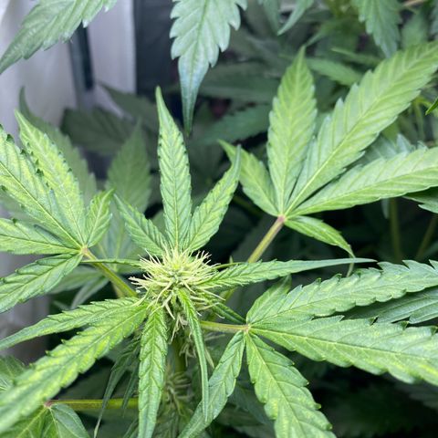 Critical Mass (Advanced Seeds)  growlog timeline photo