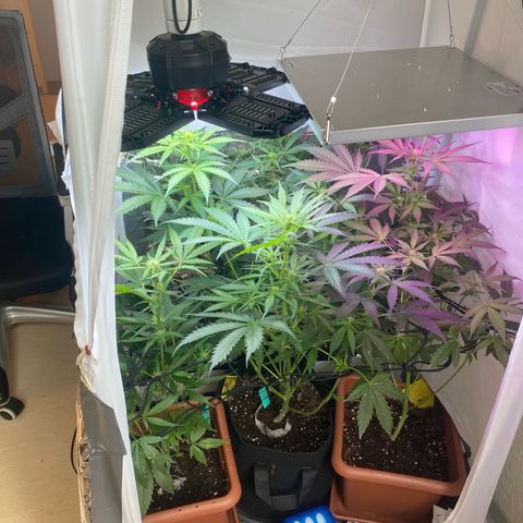Critical Mass (Advanced Seeds)  growlog timeline photo