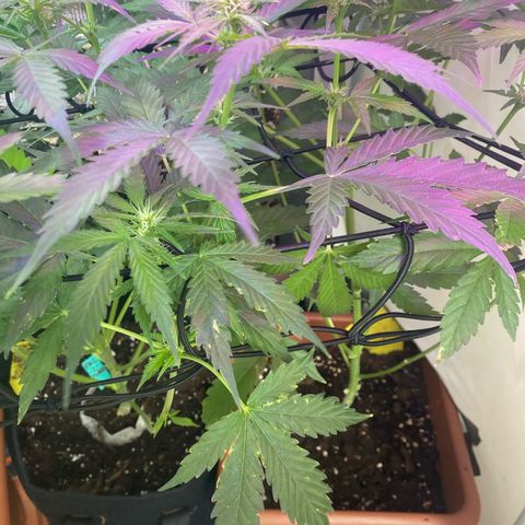 Critical Mass (Advanced Seeds)  growlog timeline photo