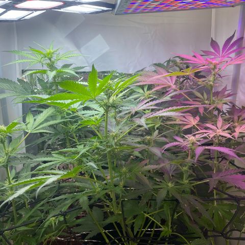 Critical Mass (Advanced Seeds)  growlog timeline photo