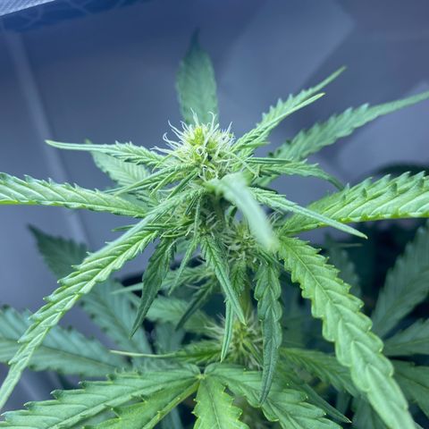 Critical Mass (Advanced Seeds)  growlog timeline photo