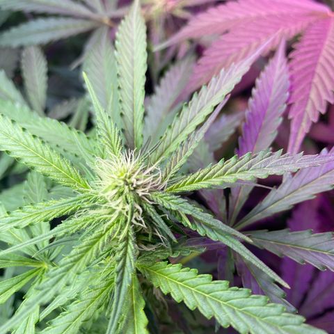 Critical Mass (Advanced Seeds)  growlog timeline photo