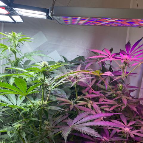 Critical Mass (Advanced Seeds)  growlog timeline photo