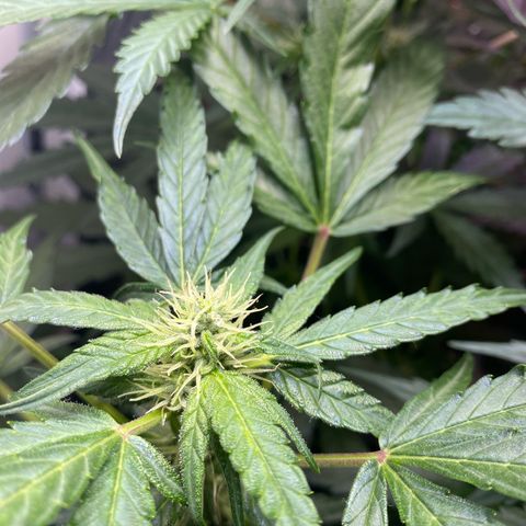 Critical Mass (Advanced Seeds)  growlog timeline photo