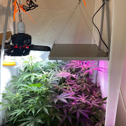 Critical Mass (Advanced Seeds)  growlog timeline photo
