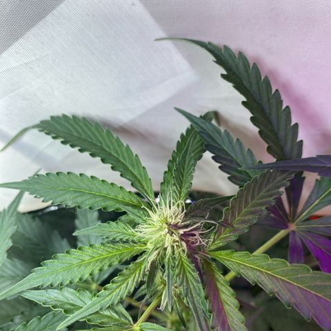 Critical Mass (Advanced Seeds)  growlog timeline photo