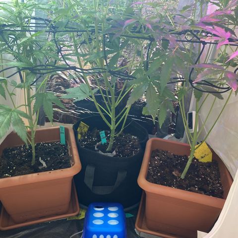 Critical Mass (Advanced Seeds)  growlog timeline photo