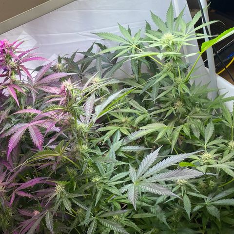 Critical Mass (Advanced Seeds)  growlog timeline photo