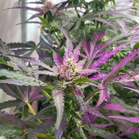 Critical Mass (Advanced Seeds)  growlog timeline photo