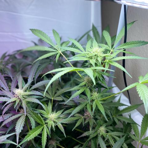Critical Mass (Advanced Seeds)  growlog timeline photo