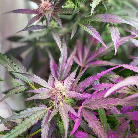 Critical Mass (Advanced Seeds)  growlog timeline photo