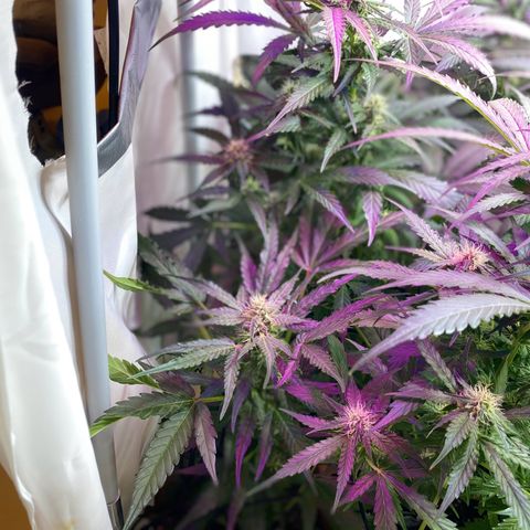 Critical Mass (Advanced Seeds)  growlog timeline photo