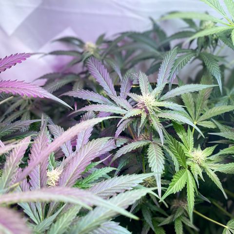 Critical Mass (Advanced Seeds)  growlog timeline photo