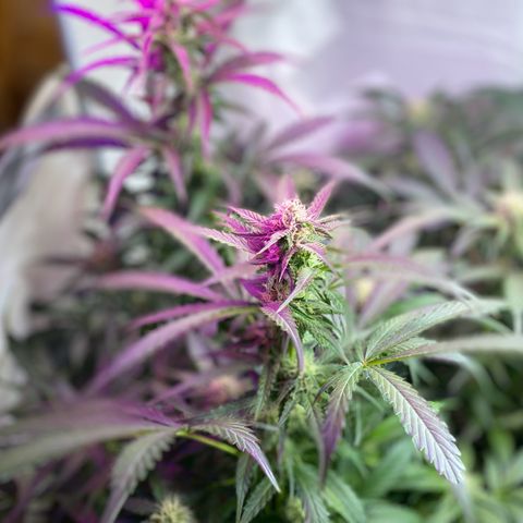 Critical Mass (Advanced Seeds)  growlog timeline photo