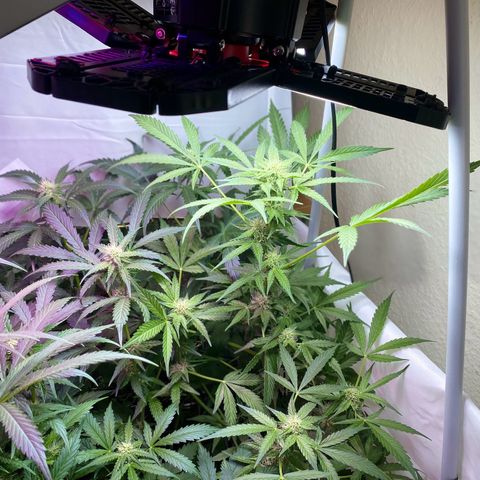 Critical Mass (Advanced Seeds)  growlog timeline photo