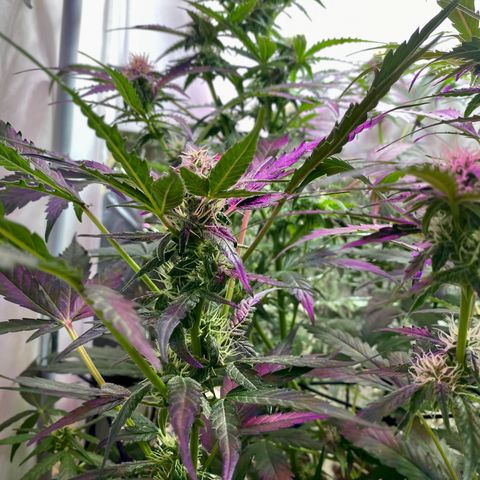 Critical Mass (Advanced Seeds)  growlog timeline photo