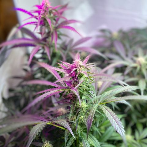 Critical Mass (Advanced Seeds)  growlog timeline photo