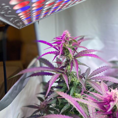 Critical Mass (Advanced Seeds)  growlog timeline photo