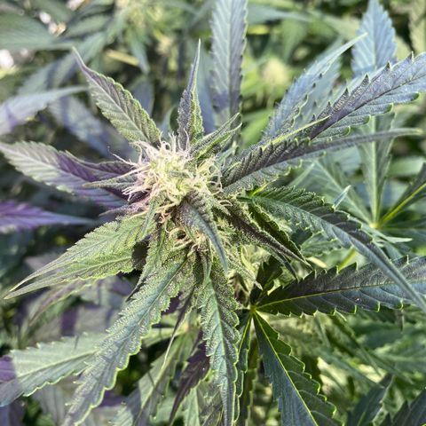 Critical Mass (Advanced Seeds)  growlog timeline photo