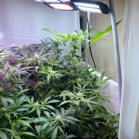 Critical Mass (Advanced Seeds)  growlog timeline photo