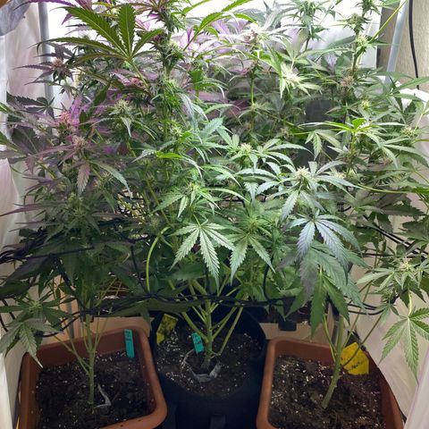 Critical Mass (Advanced Seeds)  growlog timeline photo