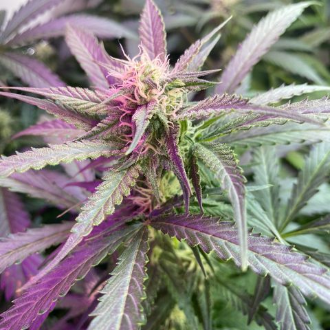 Critical Mass (Advanced Seeds)  growlog timeline photo