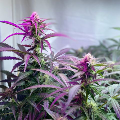 Critical Mass (Advanced Seeds)  growlog timeline photo