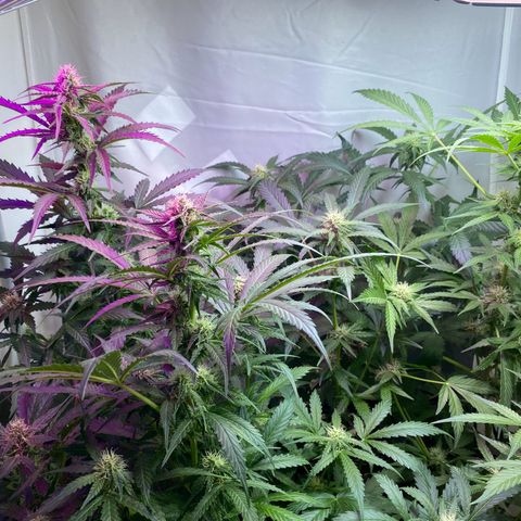 Critical Mass (Advanced Seeds)  growlog timeline photo