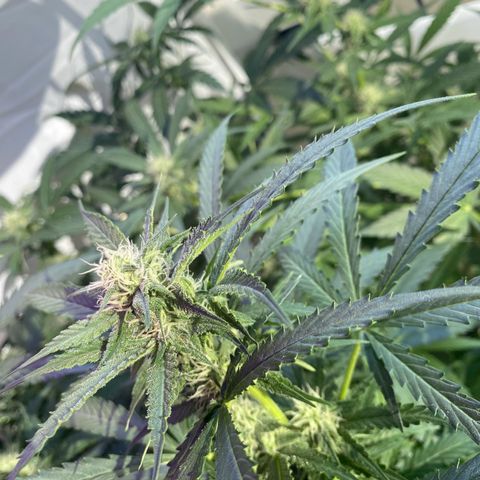 Critical Mass (Advanced Seeds)  growlog timeline photo