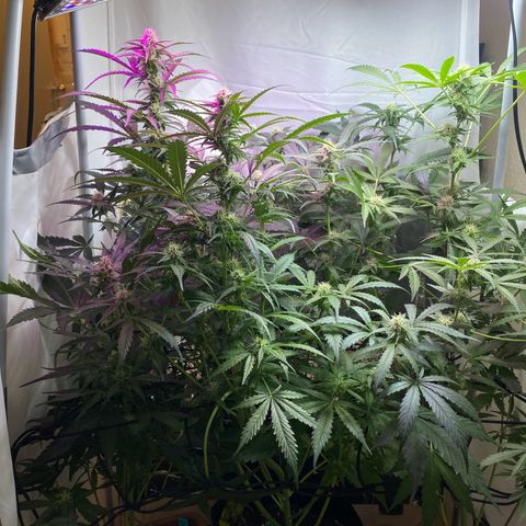 Critical Mass (Advanced Seeds)  growlog timeline photo