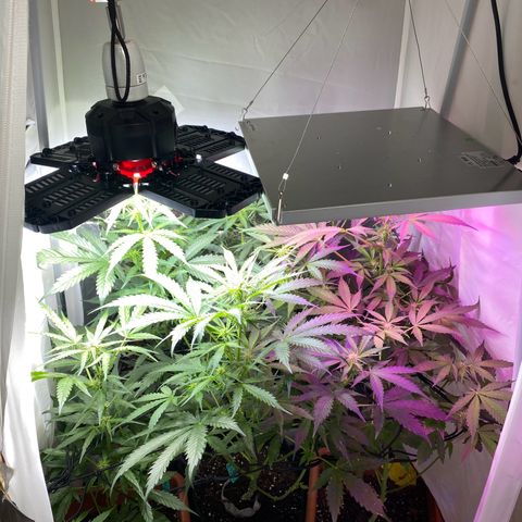 Critical Mass (Advanced Seeds)  growlog timeline photo