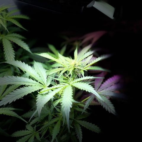 Critical Mass (Advanced Seeds)  growlog timeline photo