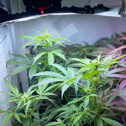 Critical Mass (Advanced Seeds)  growlog timeline photo