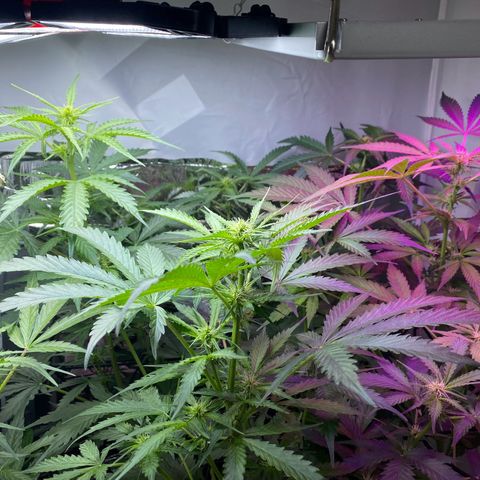 Critical Mass (Advanced Seeds)  growlog timeline photo