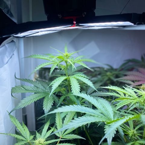 Critical Mass (Advanced Seeds)  growlog timeline photo