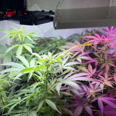 Critical Mass (Advanced Seeds)  growlog timeline photo