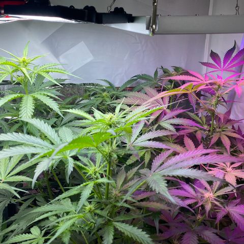 Critical Mass (Advanced Seeds)  growlog timeline photo