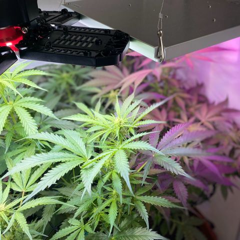 Critical Mass (Advanced Seeds)  growlog timeline photo