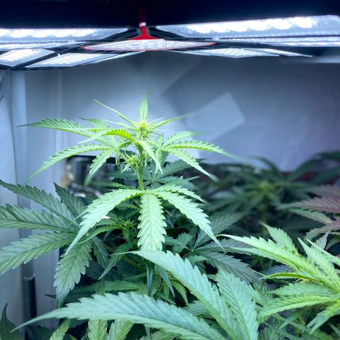 Critical Mass (Advanced Seeds)  growlog timeline photo