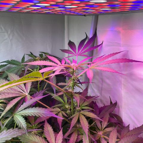 Critical Mass (Advanced Seeds)  growlog timeline photo