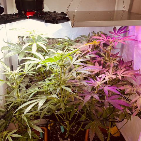 Critical Mass (Advanced Seeds)  growlog timeline photo