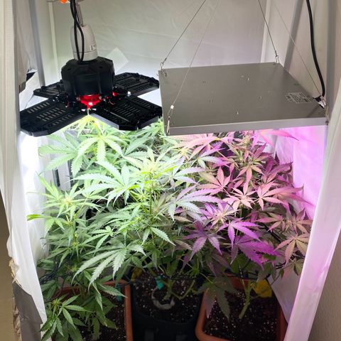 Critical Mass (Advanced Seeds)  growlog timeline photo